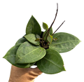 Parasitica Splash